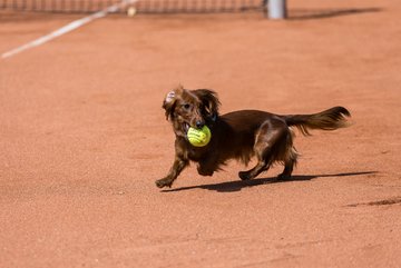 Bild 61 - RL TC an der Schirnau - SV Zehlendorfer Wespen : Ergebnis: 9:0